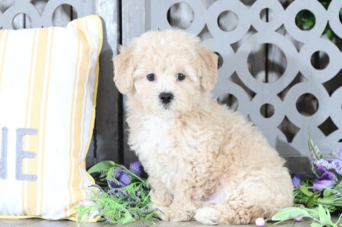 Justin - Precious, F1B, Poochon