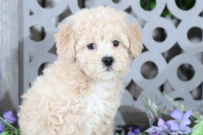 Justin - Precious, F1B, Poochon - Image 2