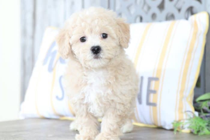 Justin - Precious, F1B, Poochon - Image 3