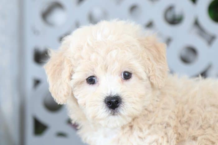 Justin - Precious, F1B, Poochon - Image 4