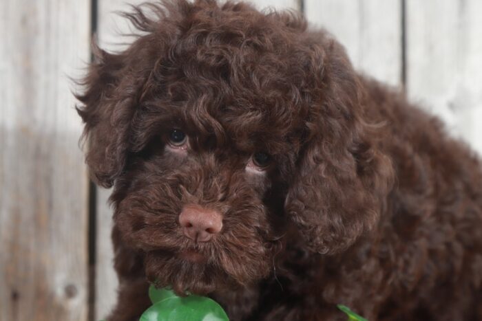 Kali Stunning Chocolate Cockapoo-Ohio