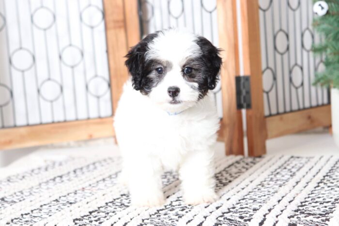 Karen - Adorable Little Female Havashu Puppy