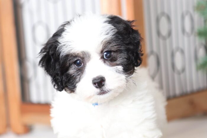Karen - Adorable Little Female Havashu Puppy - Image 2