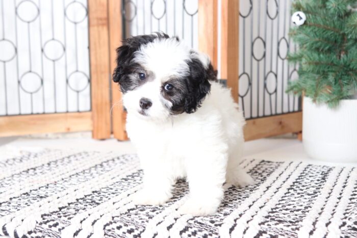 Karen - Adorable Little Female Havashu Puppy - Image 3