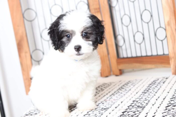 Karen - Adorable Little Female Havashu Puppy - Image 4