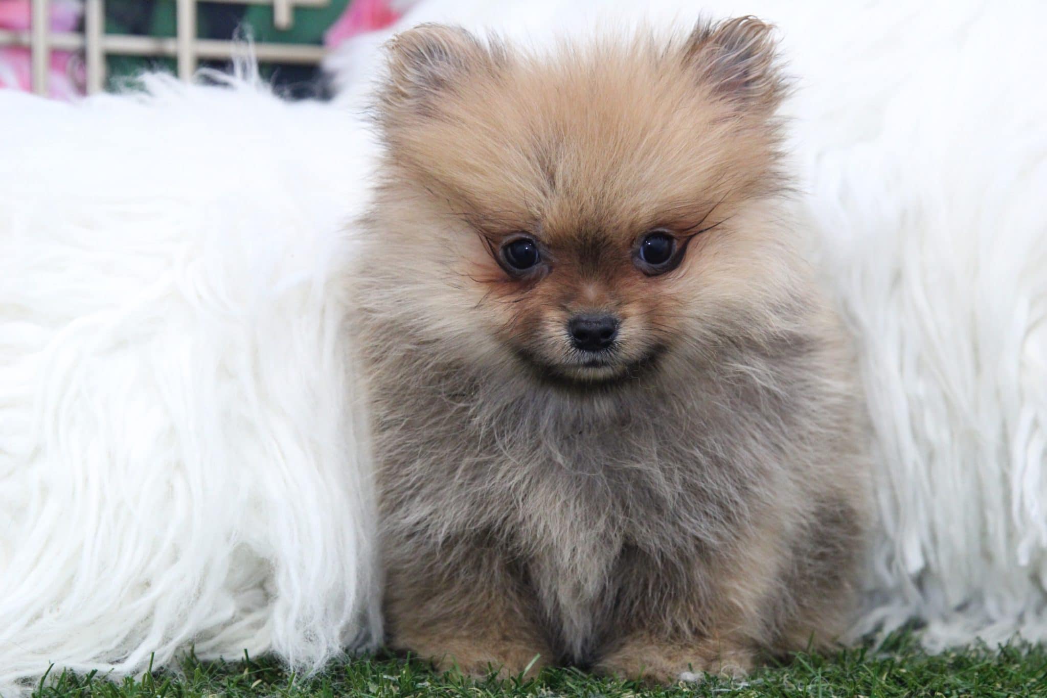 Karma - Beautiful Female Pomeranian Puppy - Image 2