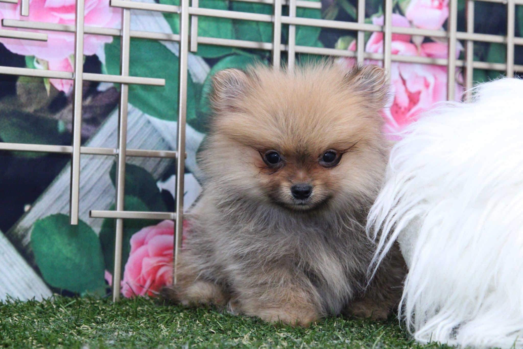 Karma - Beautiful Female Pomeranian Puppy - Image 3