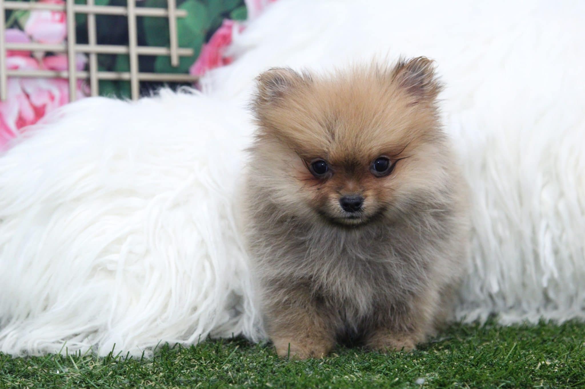 Karma - Beautiful Female Pomeranian Puppy