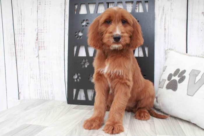Kennedy- Amazing Red Female Irish Doodle Puppy