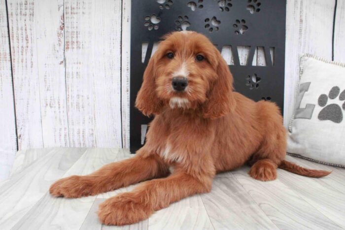 Kennedy- Amazing Red Female Irish Doodle Puppy - Image 3
