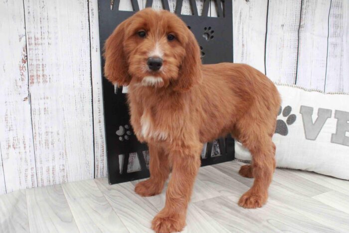 Kennedy- Amazing Red Female Irish Doodle Puppy - Image 2