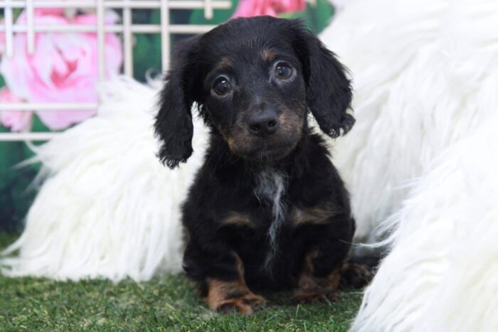 Kenny- Adventurous Black & Tan Male Long Haired Mini Dachshund Puppy