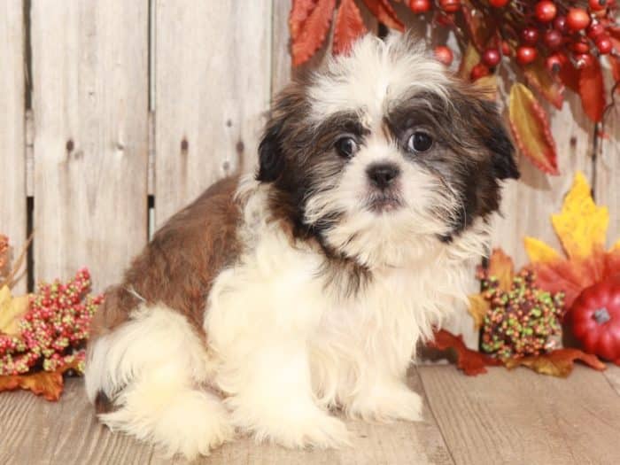 Kent - Dapper Shih Tzu