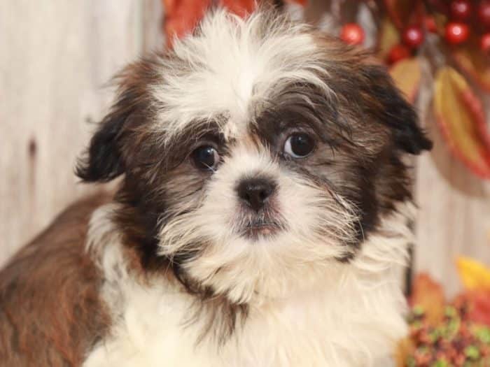 Kent - Dapper Shih Tzu - Image 5