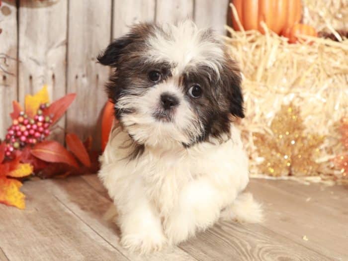 Kent - Dapper Shih Tzu - Image 4