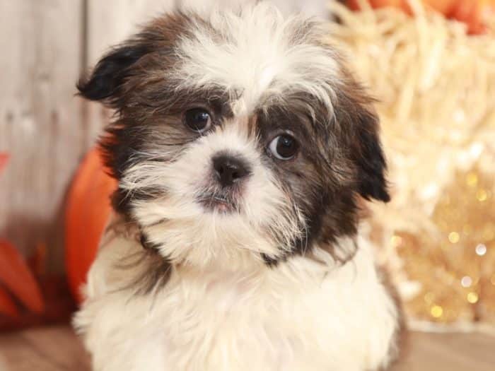 Kent - Dapper Shih Tzu - Image 3