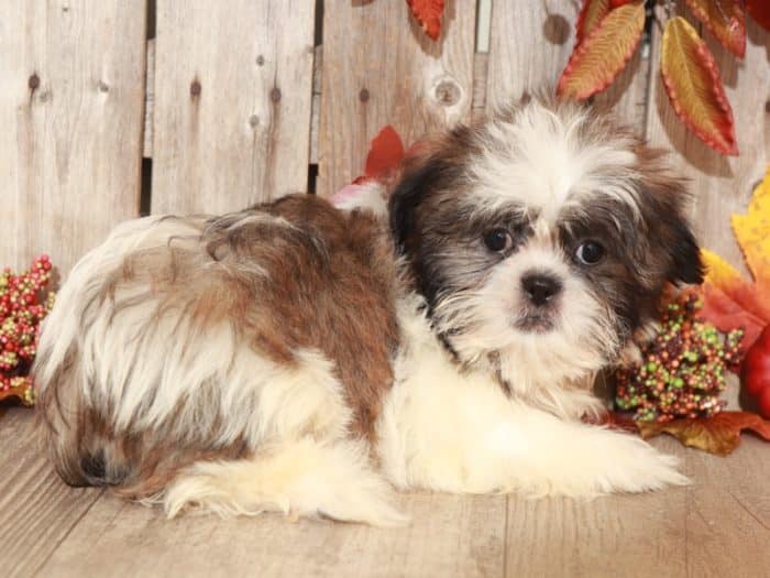 Kent - Dapper Shih Tzu - Image 2