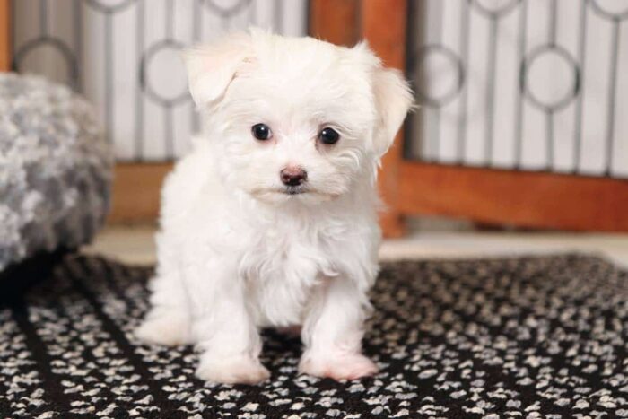 Kiana- Cuddly Little Female Teacup AKC Maltese Puppy