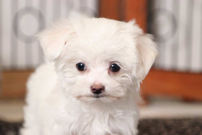Kiana- Cuddly Little Female Teacup AKC Maltese Puppy - Image 2