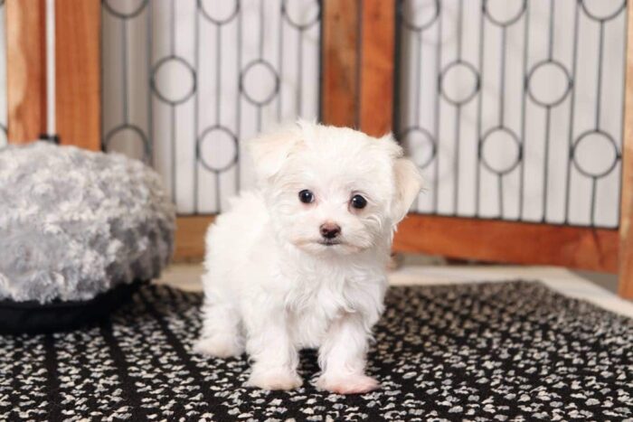 Kiana- Cuddly Little Female Teacup AKC Maltese Puppy - Image 3