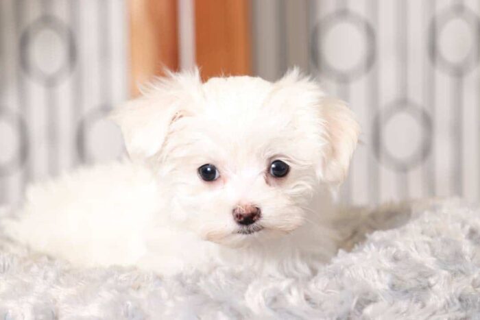 Kiana- Cuddly Little Female Teacup AKC Maltese Puppy - Image 4