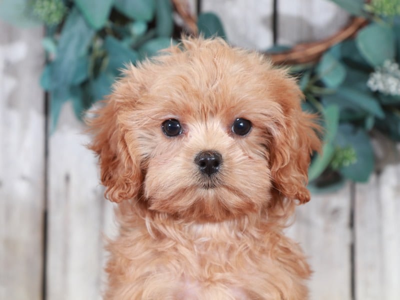 Cavapoo Puppies for Sale | Puppies Online, OH