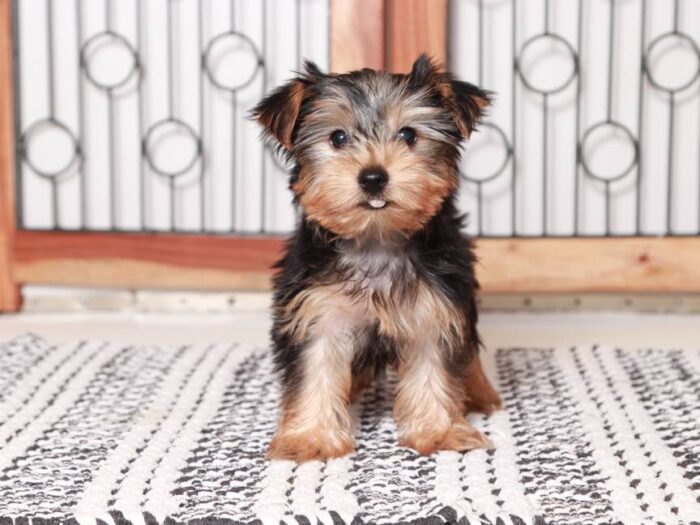 Kim - Beautiful Little  female Yorkie Puppy - Image 4