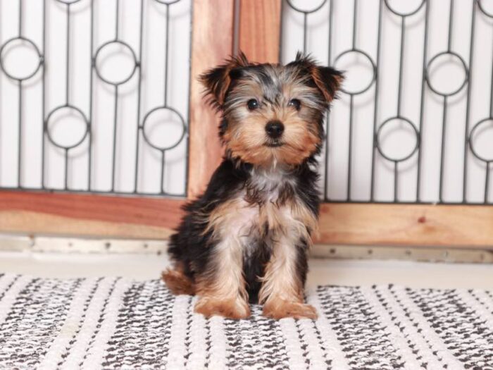 Kim - Beautiful Little  female Yorkie Puppy - Image 5