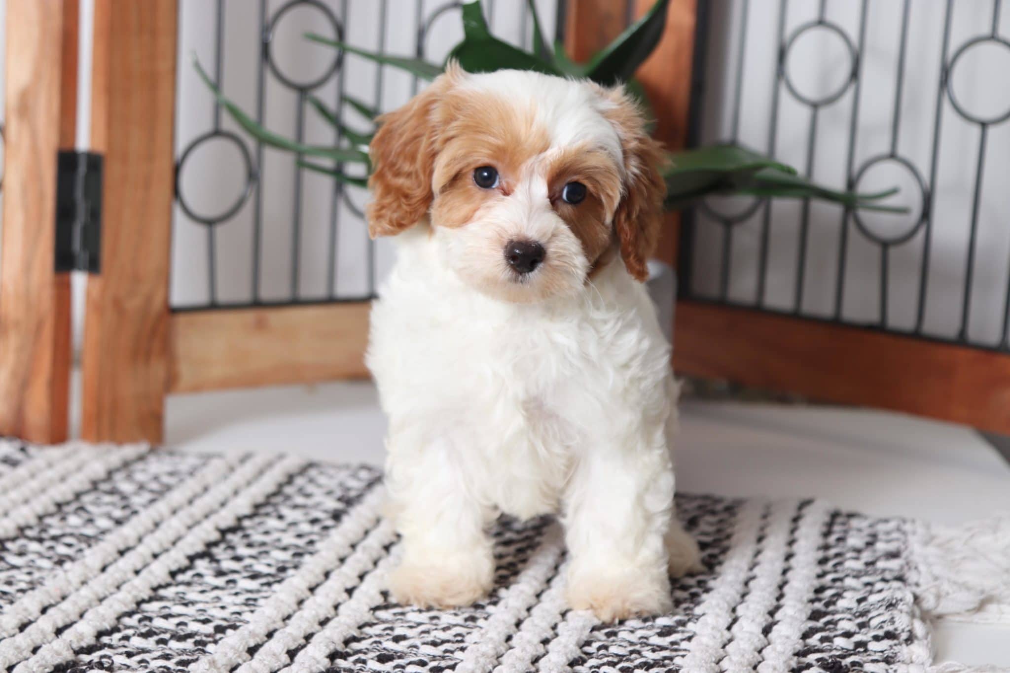 Kimchi - Cuddly Little Female Cavapoo Puppy - Image 4