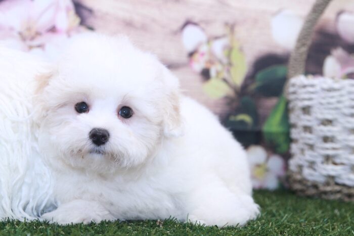 King- Affectionate Little Male Malti-Poo Puppy