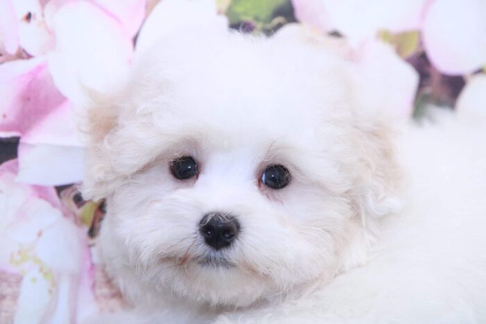 King- Affectionate Little Male Malti-Poo Puppy - Image 3