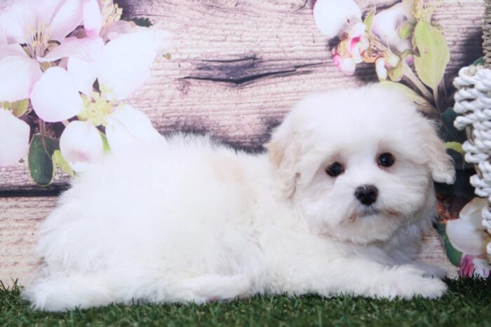 King- Affectionate Little Male Malti-Poo Puppy - Image 4