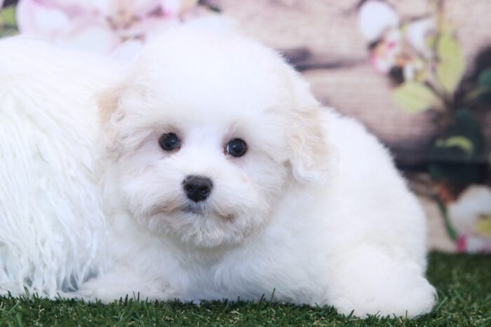 King- Affectionate Little Male Malti-Poo Puppy - Image 5