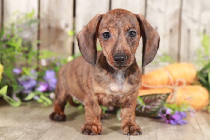 Klaus - Stunning, Brindle, Miniature, Dachshund