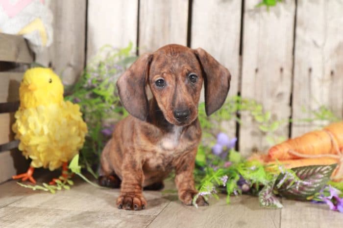 Klaus - Stunning, Brindle, Miniature, Dachshund - Image 7