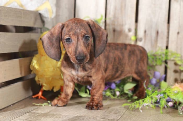Klaus - Stunning, Brindle, Miniature, Dachshund - Image 6