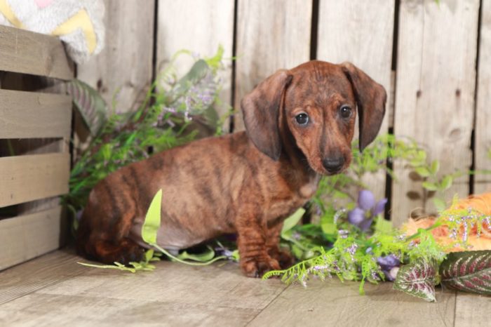 Klaus - Stunning, Brindle, Miniature, Dachshund - Image 5