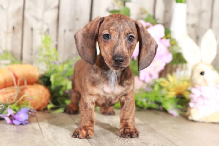 Klaus - Stunning, Brindle, Miniature, Dachshund - Image 4