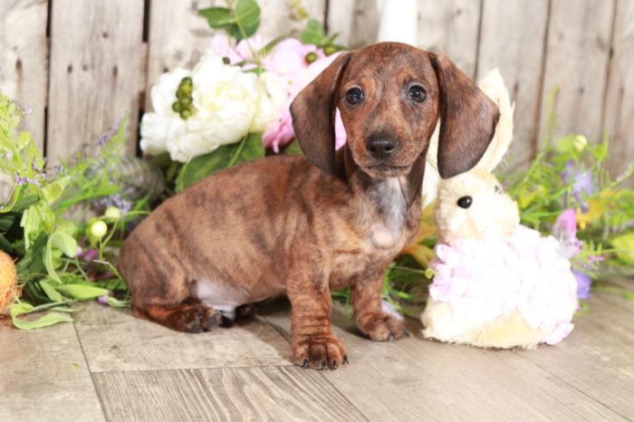 Klaus - Stunning, Brindle, Miniature, Dachshund - Image 3