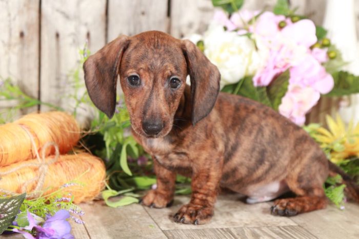 Klaus - Stunning, Brindle, Miniature, Dachshund - Image 2