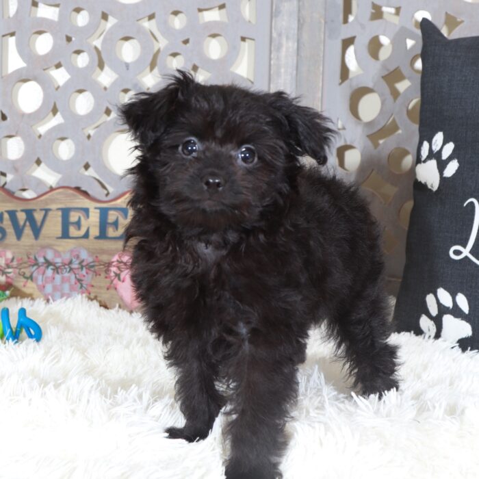 Knight- Perfect Male Pomapoo Puppy