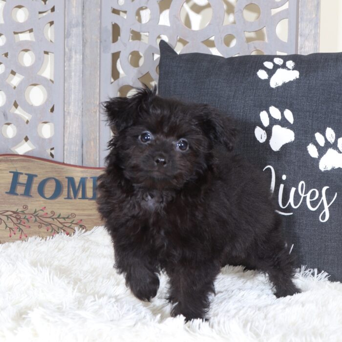 Knight- Perfect Male Pomapoo Puppy - Image 2