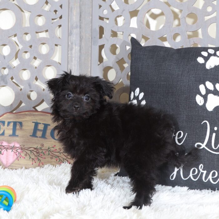 Knight- Perfect Male Pomapoo Puppy - Image 3