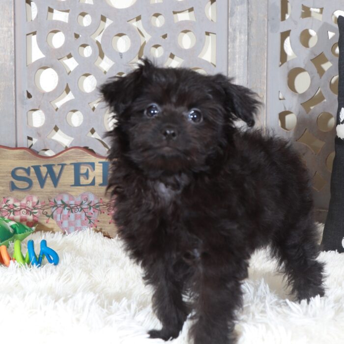Knight- Perfect Male Pomapoo Puppy - Image 4