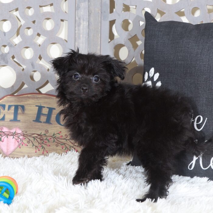 Knight- Perfect Male Pomapoo Puppy - Image 5