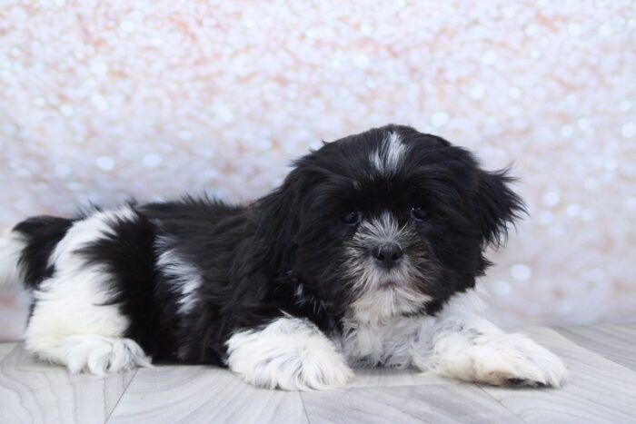 Knight- Calm Little ACA Male Shih-Tzu Puppy
