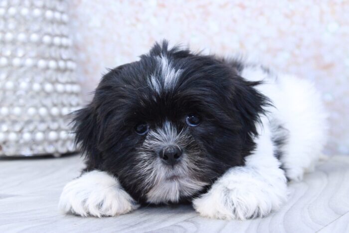 Knight- Calm Little ACA Male Shih-Tzu Puppy - Image 2