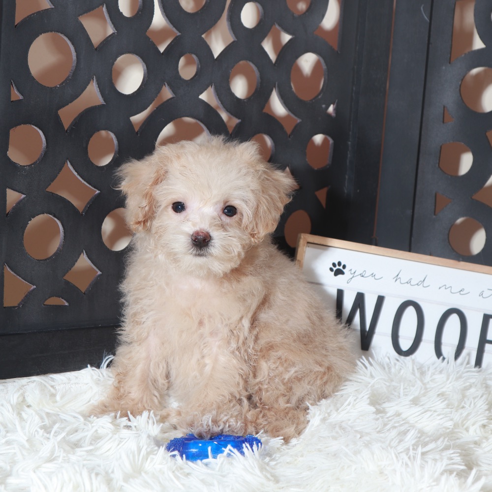 Koda-Adorable male Maltipoo Puppy - Image 2