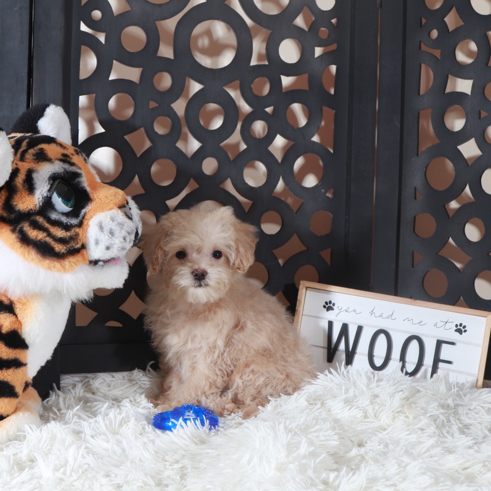 Koda-Adorable male Maltipoo Puppy - Image 3