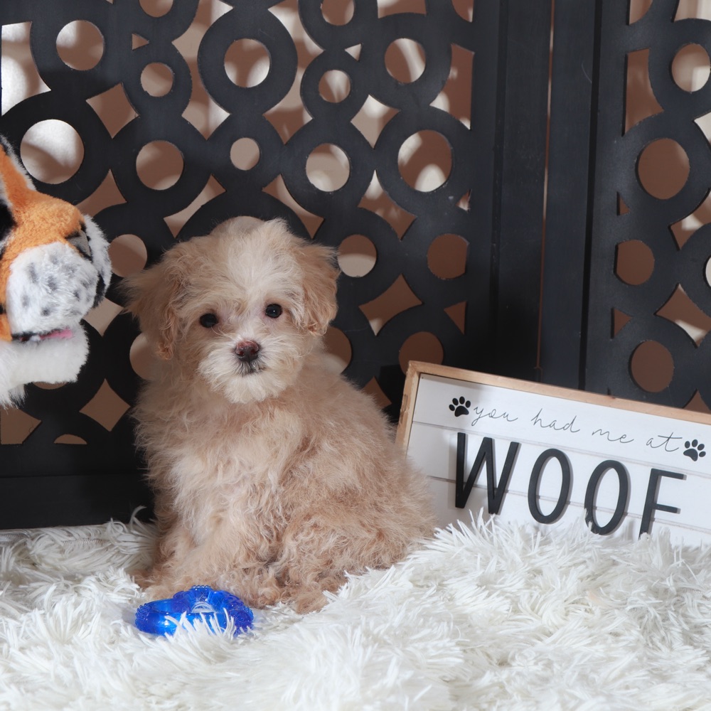 Koda-Adorable male Maltipoo Puppy - Image 4